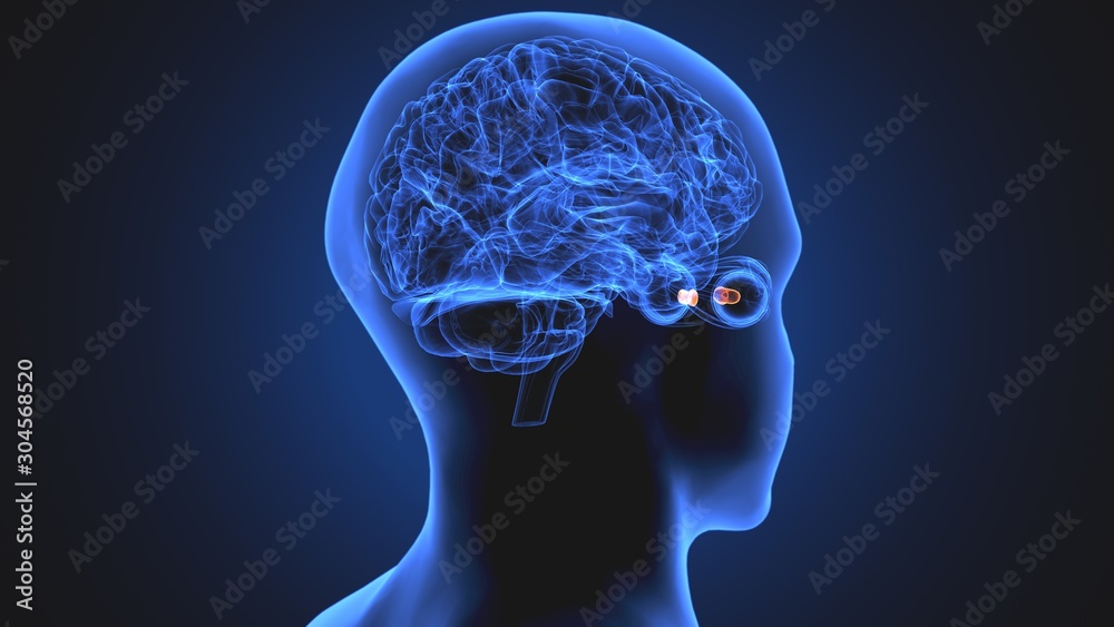 Obraz premium 3d illustration human body eye anatomy human body organ