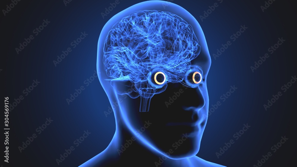 Obraz premium 3d illustration human body eye anatomy human body organ