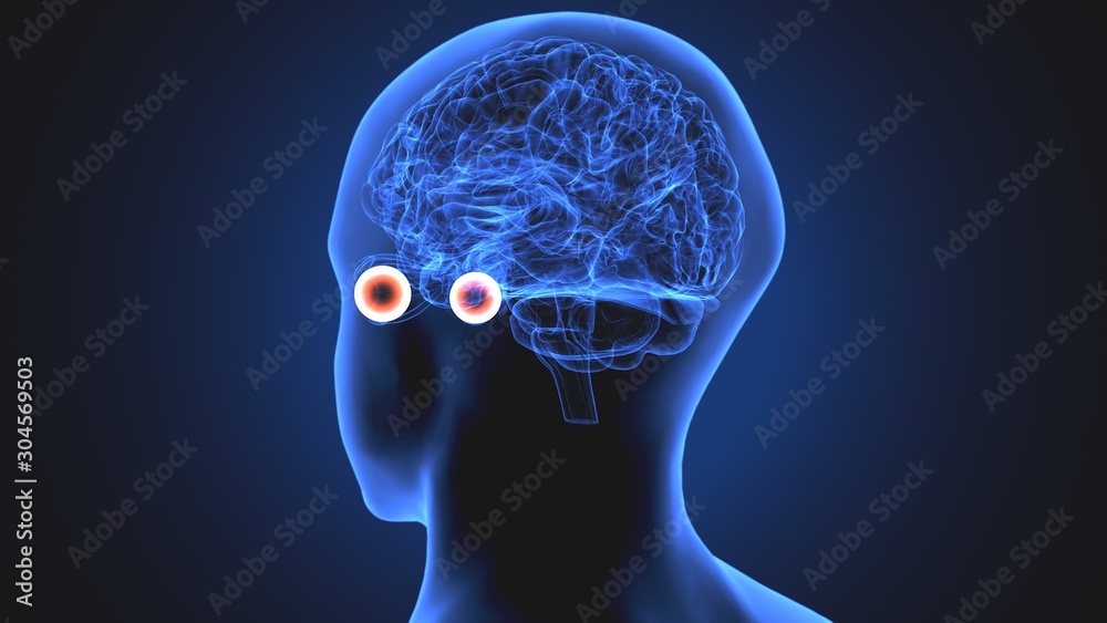 Obraz premium 3d render of human eye sclera anatomy