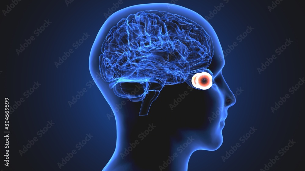3d render of human eye sclera anatomy 3d render of human eye sclera anatomy