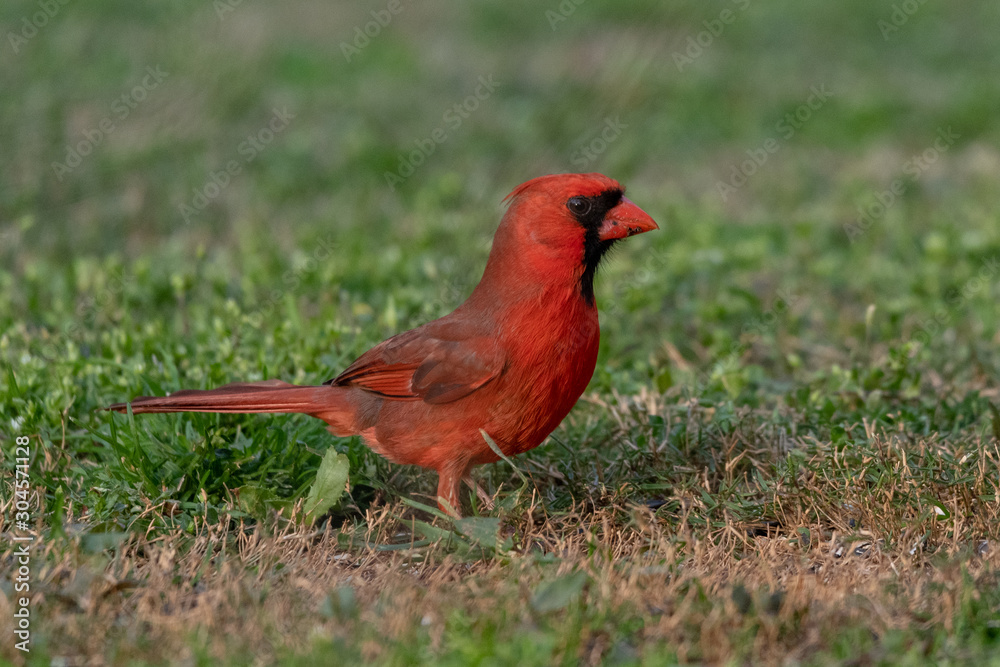 Obraz Cardinal