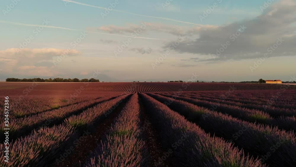 aerial scenic view of purple lavender fields on Valensole plantation in Provence countryside, beautiful nature landscape of rural farmlands of agronomy, violet breathtaking flowers growing in summer aerial scenic view of purple lavender fields on Valensole plantation in Provence countryside, beautiful nature landscape of rural farmlands of agronomy, violet breathtaking flowers growing in summer