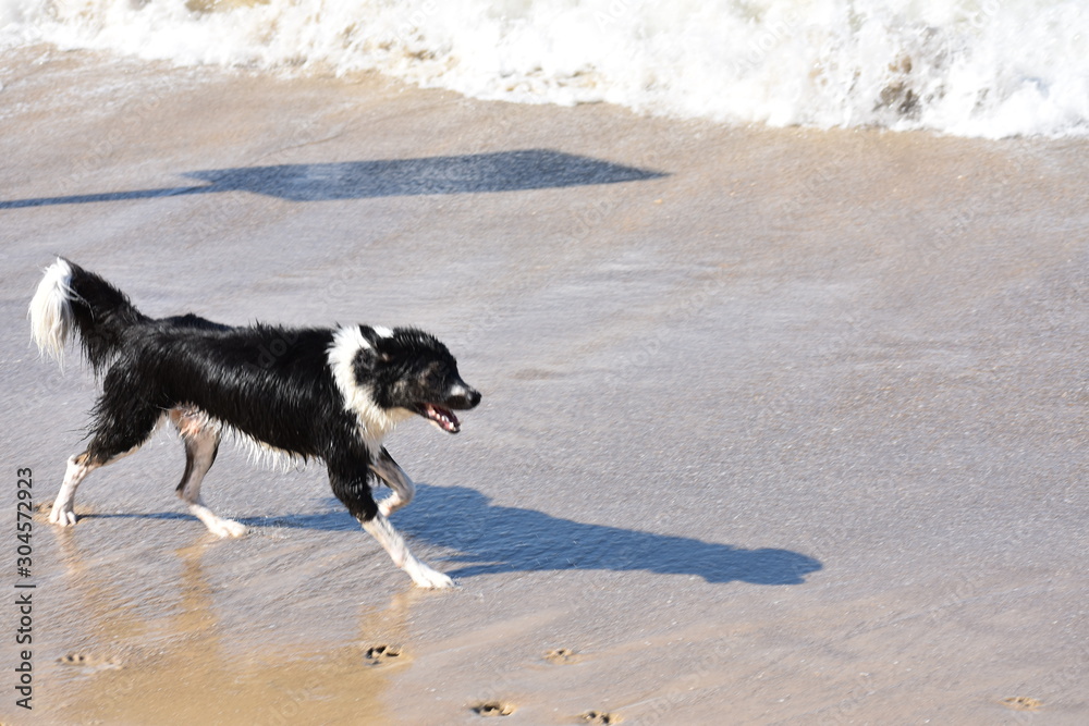 Dog chasing shadow at the beach