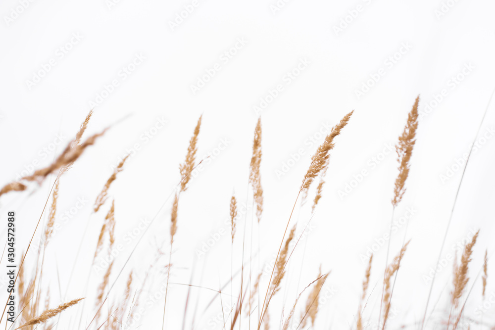 Fototapeta Savannah grass field in sun backlight,Twinkle with sunlight at noon.