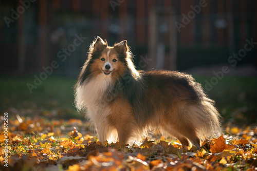 portrait of dog in autumn