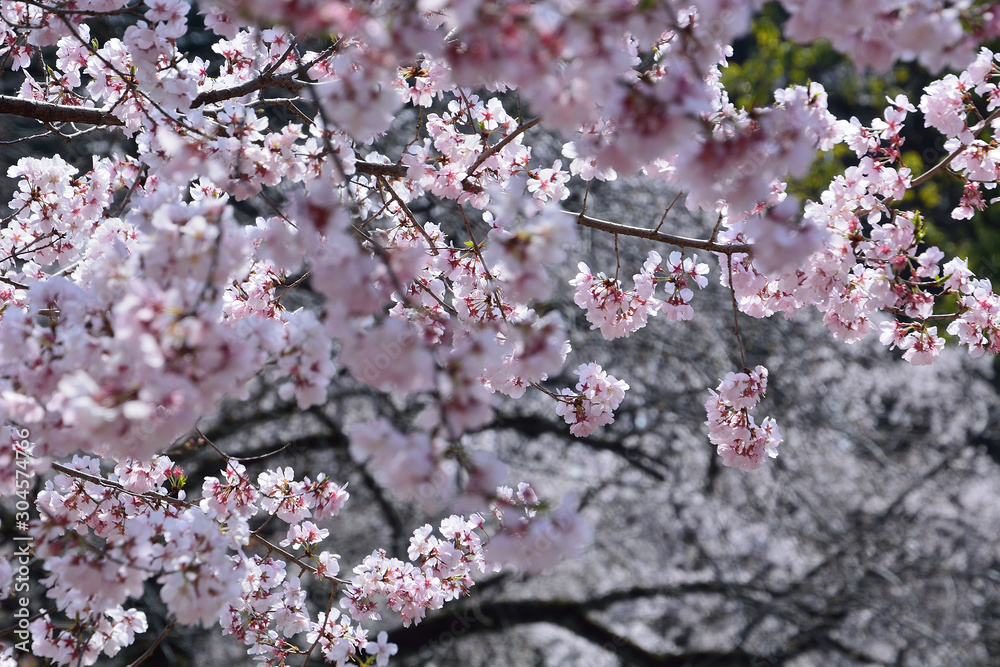桜の花が満開