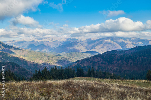 Hills and pine forest