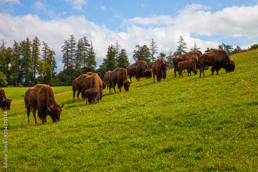 Fototapeta premium Bisonherde_8244