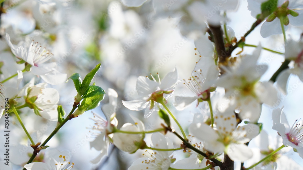 white flowers of cherry tree in spring