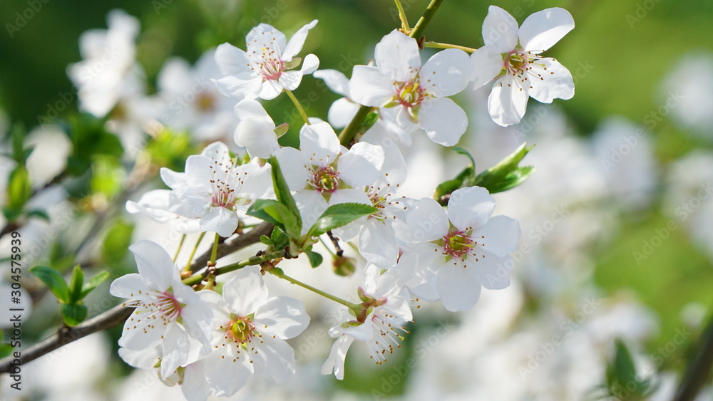 flowers of cherry tree in spring 2