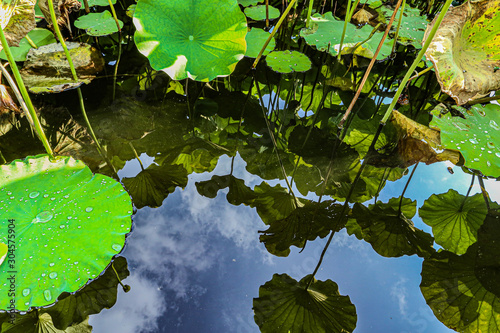 leaves and water