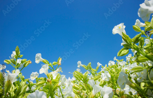 Fototapeta Naklejka Na Ścianę i Meble -  white flowers on background of blue sky