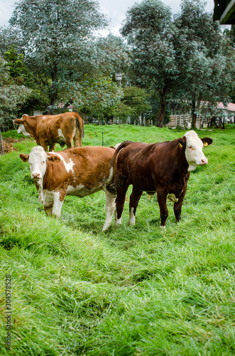 Vacas, ganado Ganaderia en las cercanías de Bogotá Colombia y en el departamento de Cundinamarca © Wil.Amaya