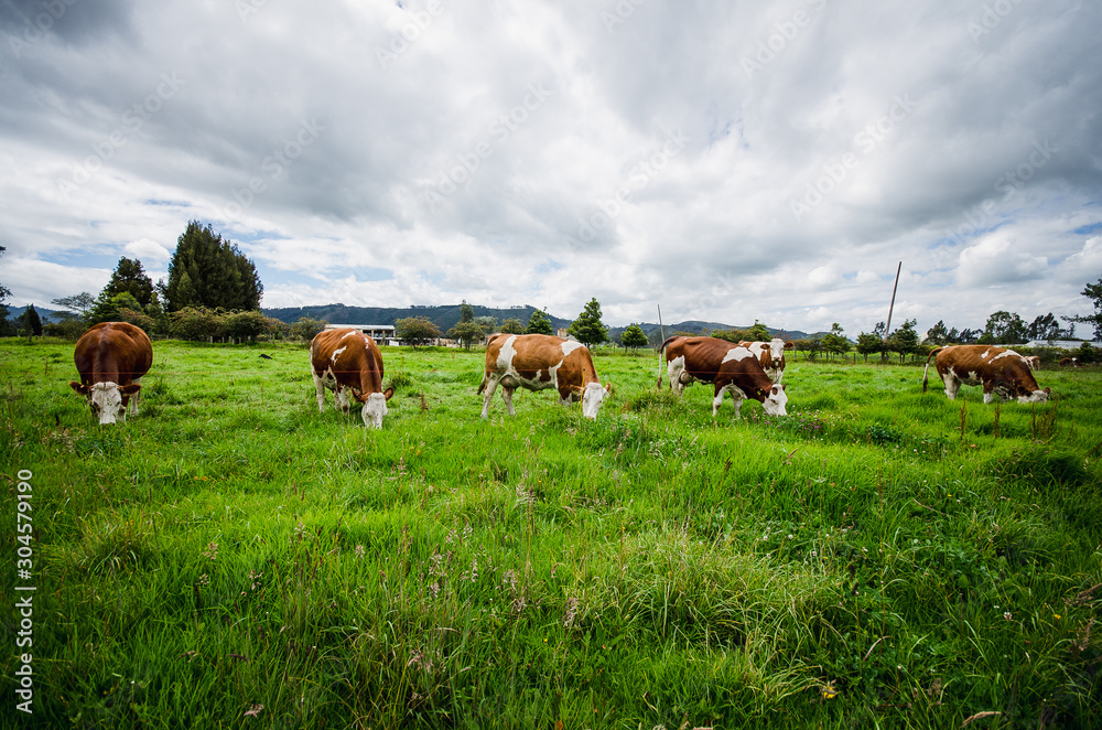 Vacas, ganado Ganaderia en las cercanías de Bogotá Colombia y en el departamento de Cundinamarca Vacas, ganado Ganaderia en las cercanías de Bogotá Colombia y en el departamento de Cundinamarca