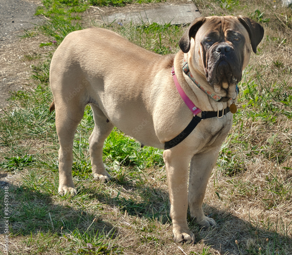 2019-09-23 BULLMASTIFF STARING OUT ISOLATED