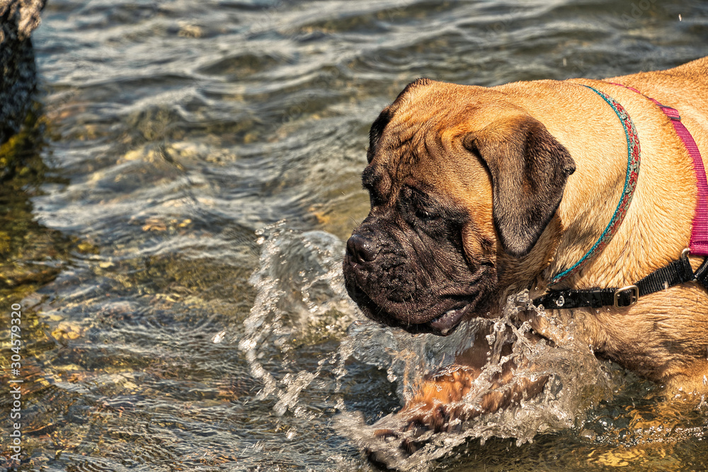 Obraz premium 2019-08-02 DARBY SWIMMING IN LAKE WASHINGTON