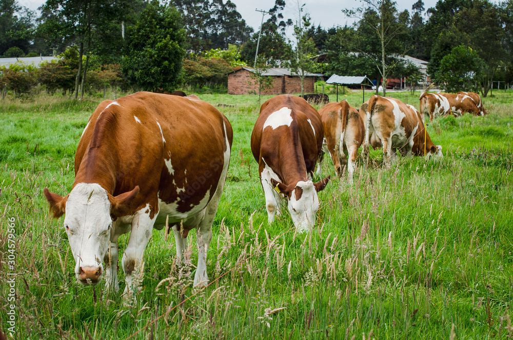 Vacas, ganado Ganaderia en las cercanías de Bogotá Colombia y en el departamento de Cundinamarca Vacas, ganado Ganaderia en las cercanías de Bogotá Colombia y en el departamento de Cundinamarca
