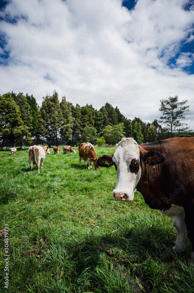 Vacas, ganado Ganaderia en las cercanías de Bogotá Colombia y en el departamento de Cundinamarca