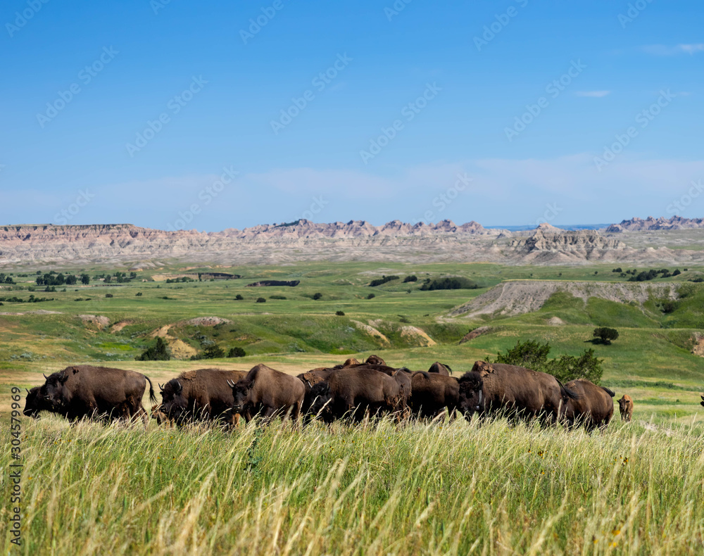 Wild Buffalo Grazing in the Badlands