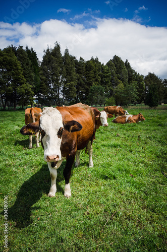 Vacas, ganado Ganaderia en las cercanías de Bogotá Colombia y en el departamento de Cundinamarca © Wil.Amaya