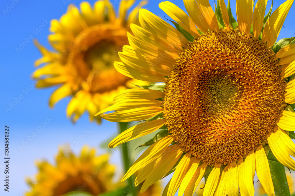 Fototapeta premium ヒマワリの花 Sunflowe