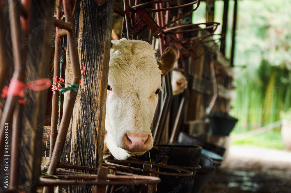 Φωτογραφία Vacas, ganado Ganaderia en las cercanías de Bogotá Colombia y en el departamento