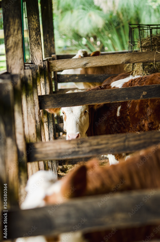 Φωτογραφία Vacas, ganado Ganaderia en las cercanías de Bogotá Colombia y en el departamento