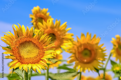 Foto ヒマワリの花　Sunflowe