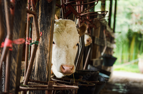 Vacas, ganado Ganaderia en las cercanías de Bogotá Colombia y en el departamento de Cundinamarca