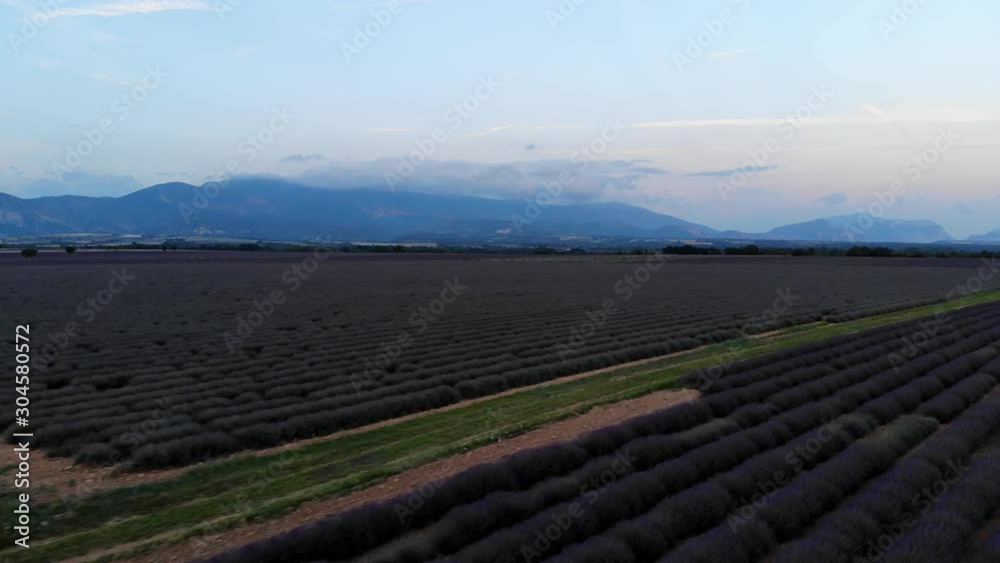 Aerial scenic view of purple lavender fields on Valensole plantation in Provence countryside, beautiful nature landscape of rural agronomy farmlands, violet breathtaking fields in piedmont at summer Aerial scenic view of purple lavender fields on Valensole plantation in Provence countryside, beautiful nature landscape of rural agronomy farmlands, violet breathtaking fields in piedmont at summer