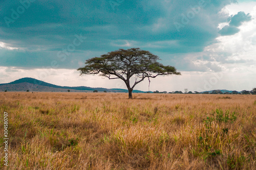 Golden meadows in the savanna fields, bright sky.trees in the middle of the field.With 1 tree in the meadow
