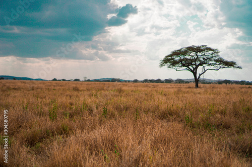 Golden meadows in the savanna fields, bright sky.trees in the middle of the field.With 1 tree in the meadow