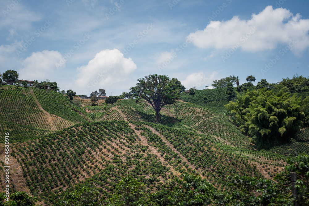 Cultivos de Café y productos agricolas camino a Manizales desde el municipio de Chinchiná Caldas en Colombia