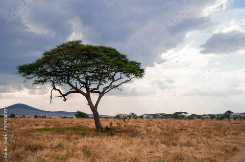 Golden meadows in the savanna fields, bright sky.trees in the middle of the field.With 1 tree in the meadow