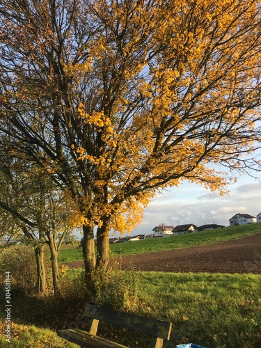 Field and tree in autumn