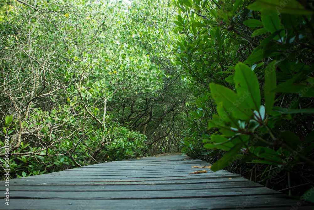 path in the garden