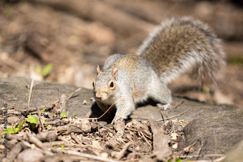 Squirrel eating pieces of nuts left by tourists in Central Park, Manhattan. Squirrel eating pieces of nuts left by tourists in Central Park, Manhattan.