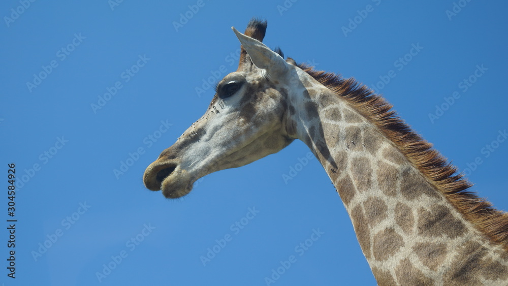 giraffe giraffe