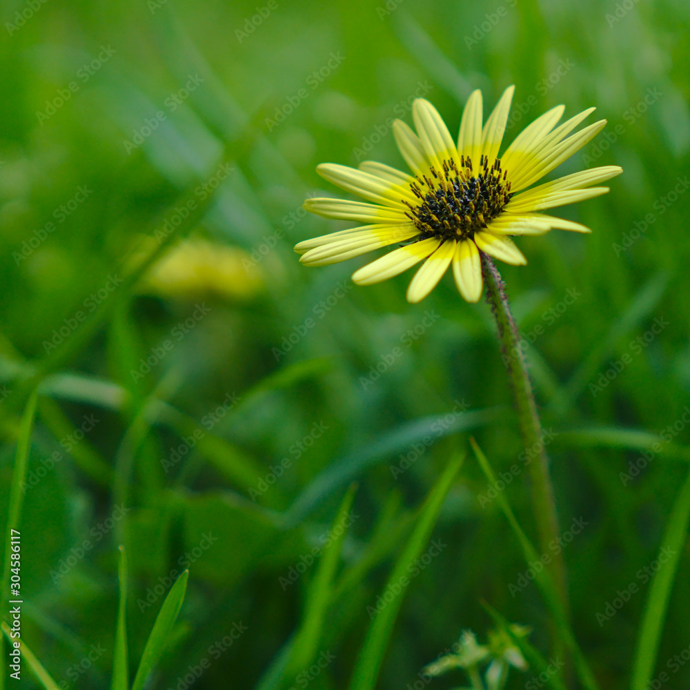 Little yellow flower with green grass blurred at background Little yellow flower with green grass blurred at background