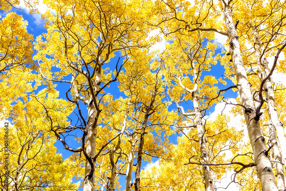 Aspen Grove Canopy in Golden Autumn Splendor Aspen Grove Canopy in Golden Autumn Splendor