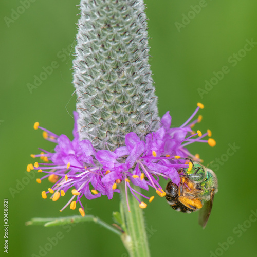 Agapostemon virescens, Metallic green sweat bee photo