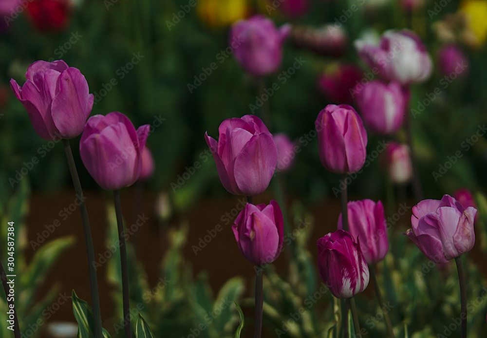 Pink tulip flowers with natural background blurred