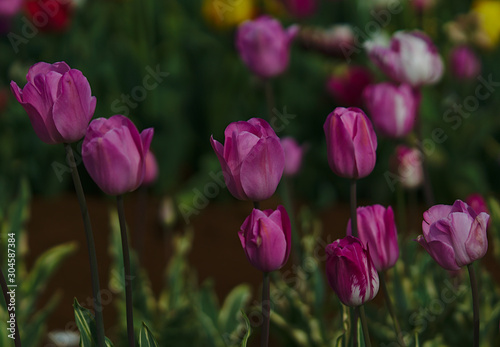 Pink tulip flowers with natural background blurred