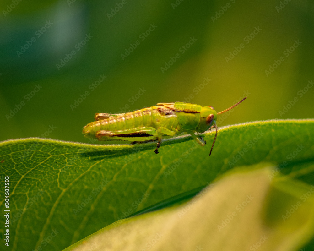 Vibrant - grasshopper on a leave Vibrant - grasshopper on a leave