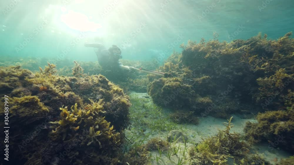 Underwater scene: A spearfisherman swimming near coral and seaweeds on sunny day