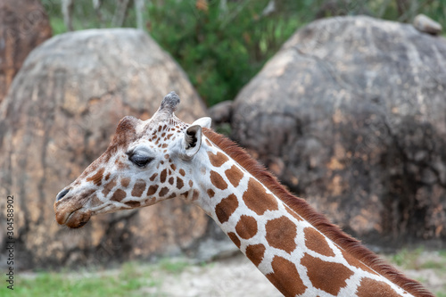 Photography Up close of giraffe