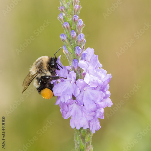 Bombus impatiens, common eastern bumble bee 