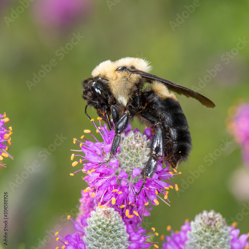 Bombus griseocollis, brown belted bumble bee photo