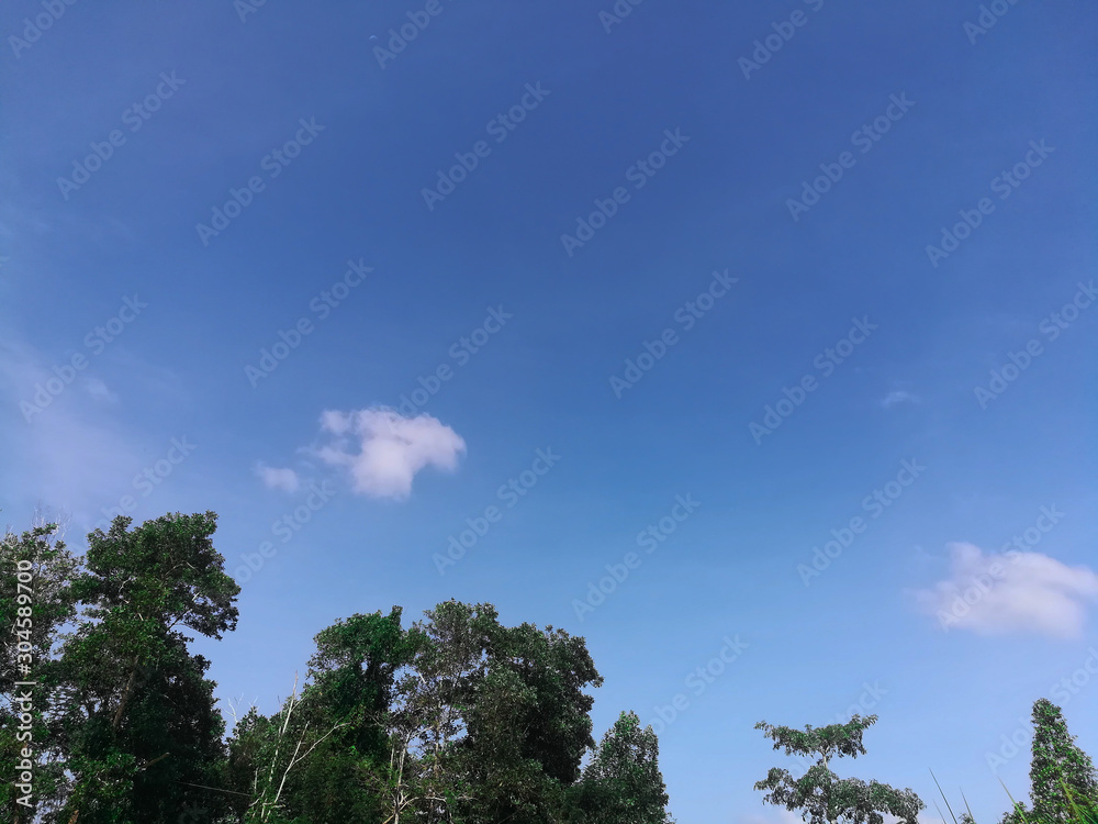  Sky and tree background