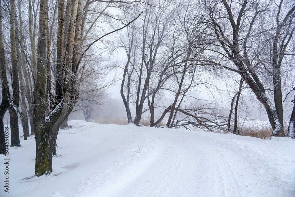 Winter city frosty landscape-snow-covered trees on a foggy background by the road Winter city frosty landscape-snow-covered trees on a foggy background by the road